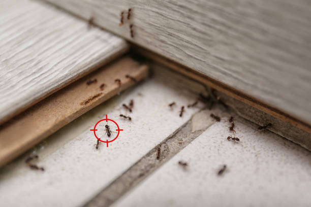 Best Bed Bug Extermination  in Gaithersburg, MD