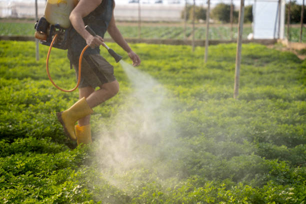 Wasp Removal Services in Gaithersburg, MD